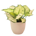 Aglaonema White Kiwi