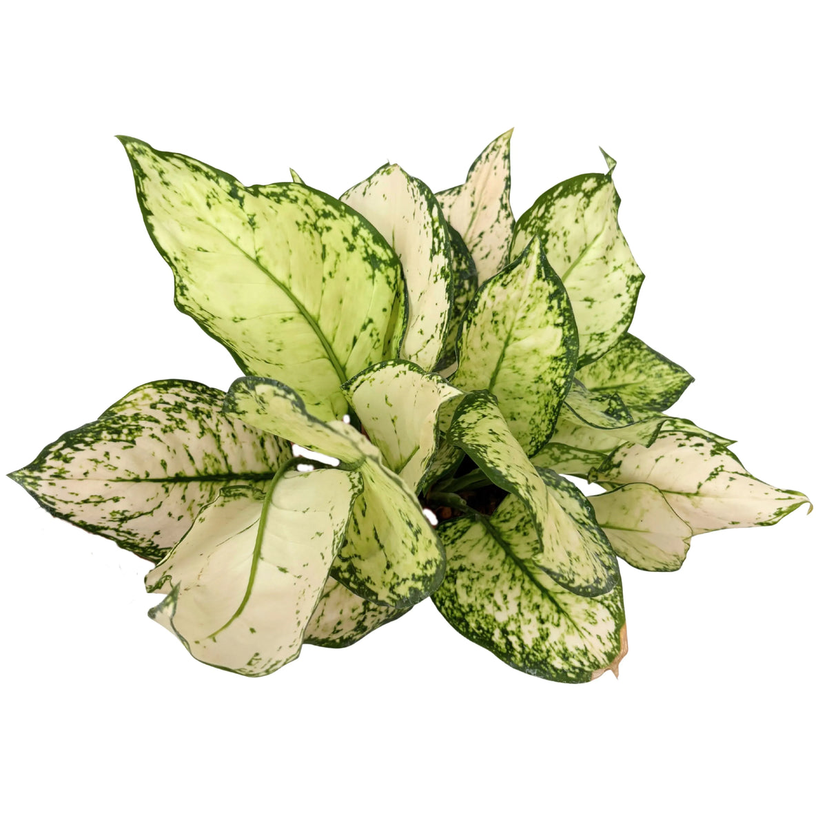 Aglaonema White Kiwi