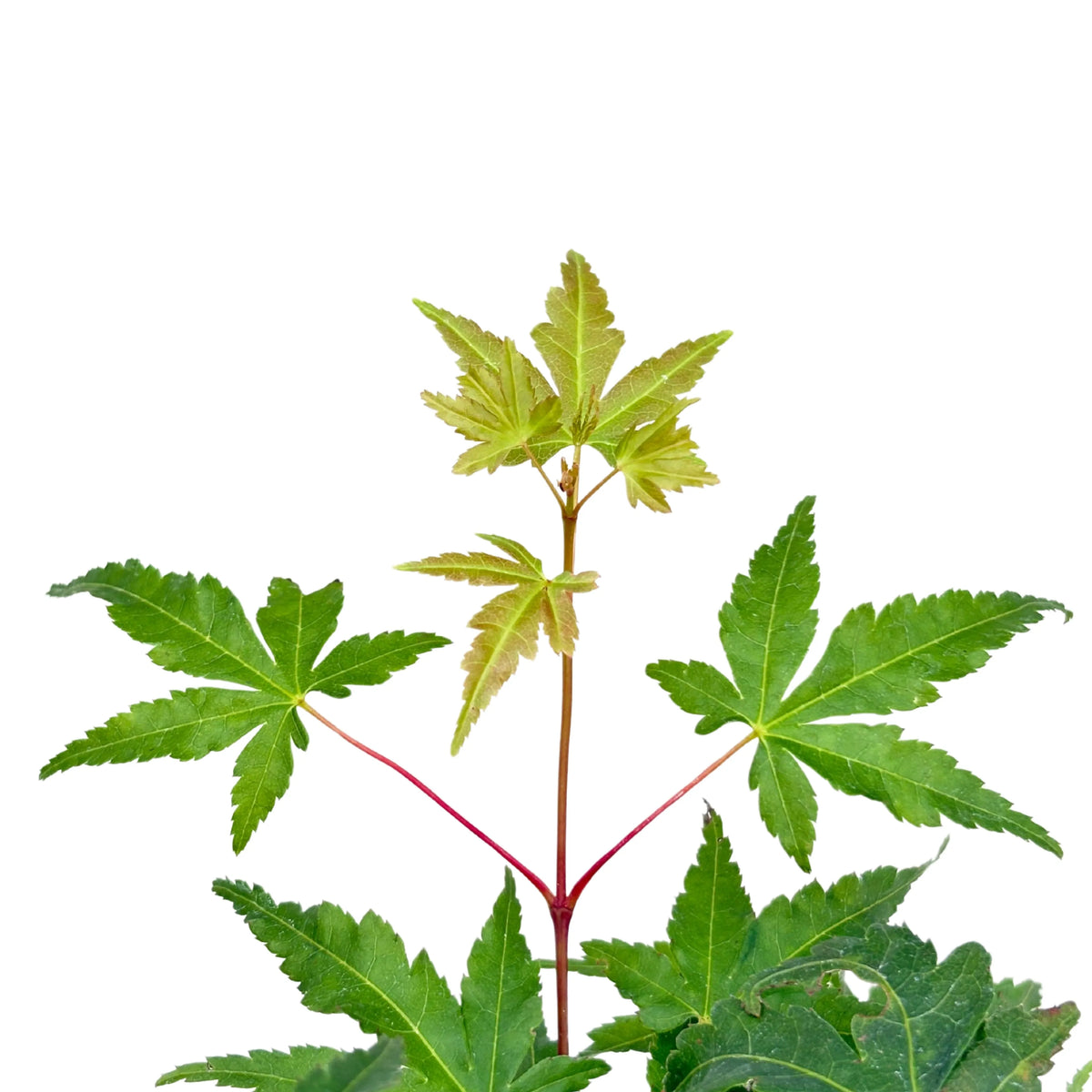 Bonsai 7 Anni  Acer Palmatum (Acero) - Collezione Premium