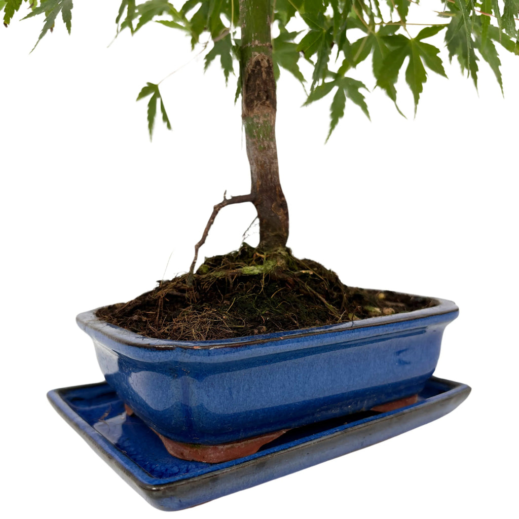 Bonsai 7 Anni  Acer Palmatum (Acero) - Collezione Premium