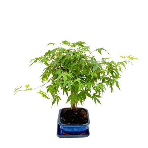 Bonsai 7 Anni  Acer Palmatum (Acero) - Collezione Premium