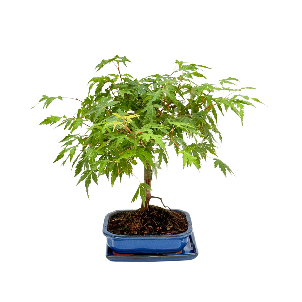 Bonsai 7 Anni  Acer Palmatum (Acero) - Collezione Premium