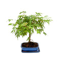 Bonsai 7 Anni  Acer Palmatum (Acero) - Collezione Premium