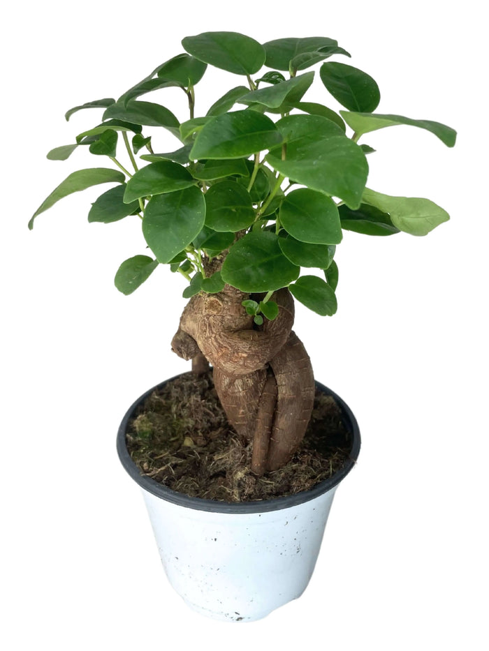 Bonsai