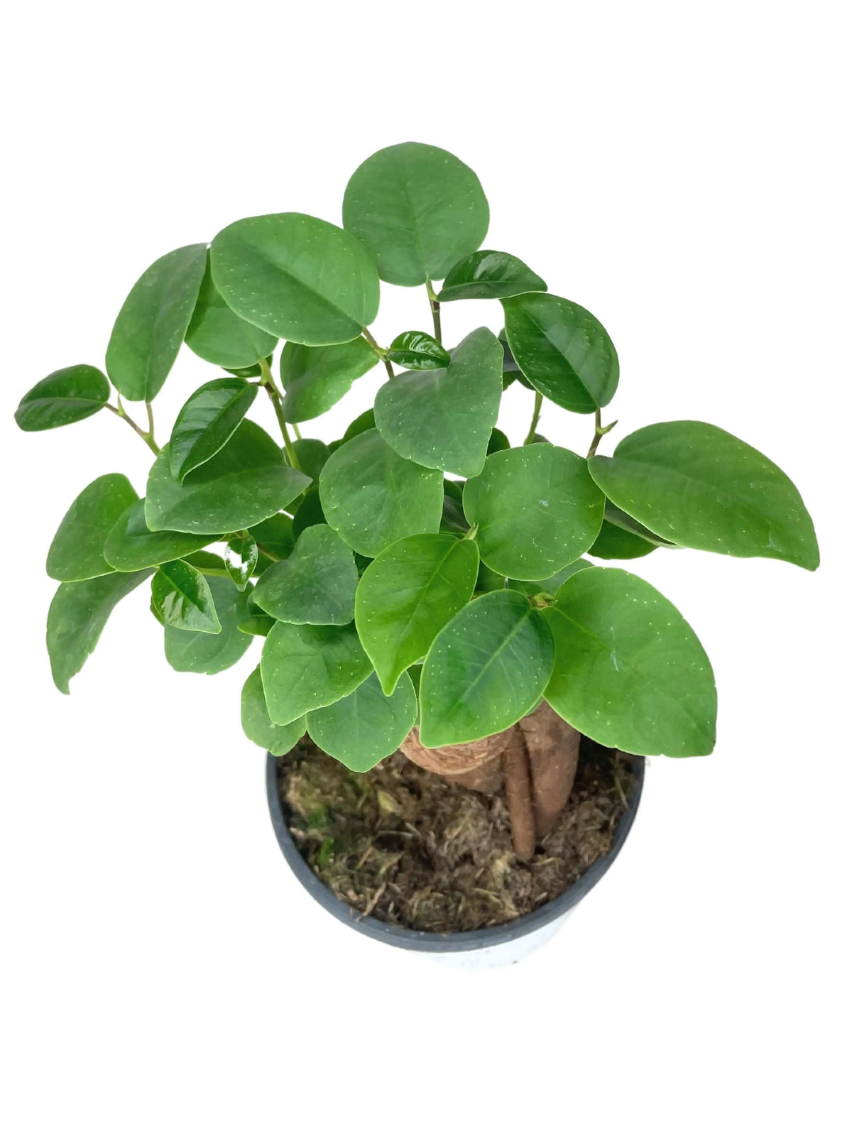 Bonsai Mini Ficus Ginseng  D.10 H.25 cm