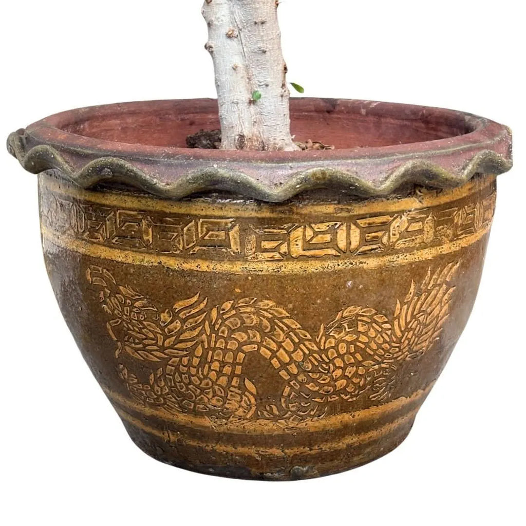 Bonsai Ficus Ginseng in vaso di ceramica con decorazioni orientali D. 45 CM H. 140 CM