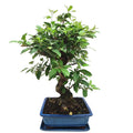 Bonsai Melo Pzerwiam 21 Anni - Collezione Premium