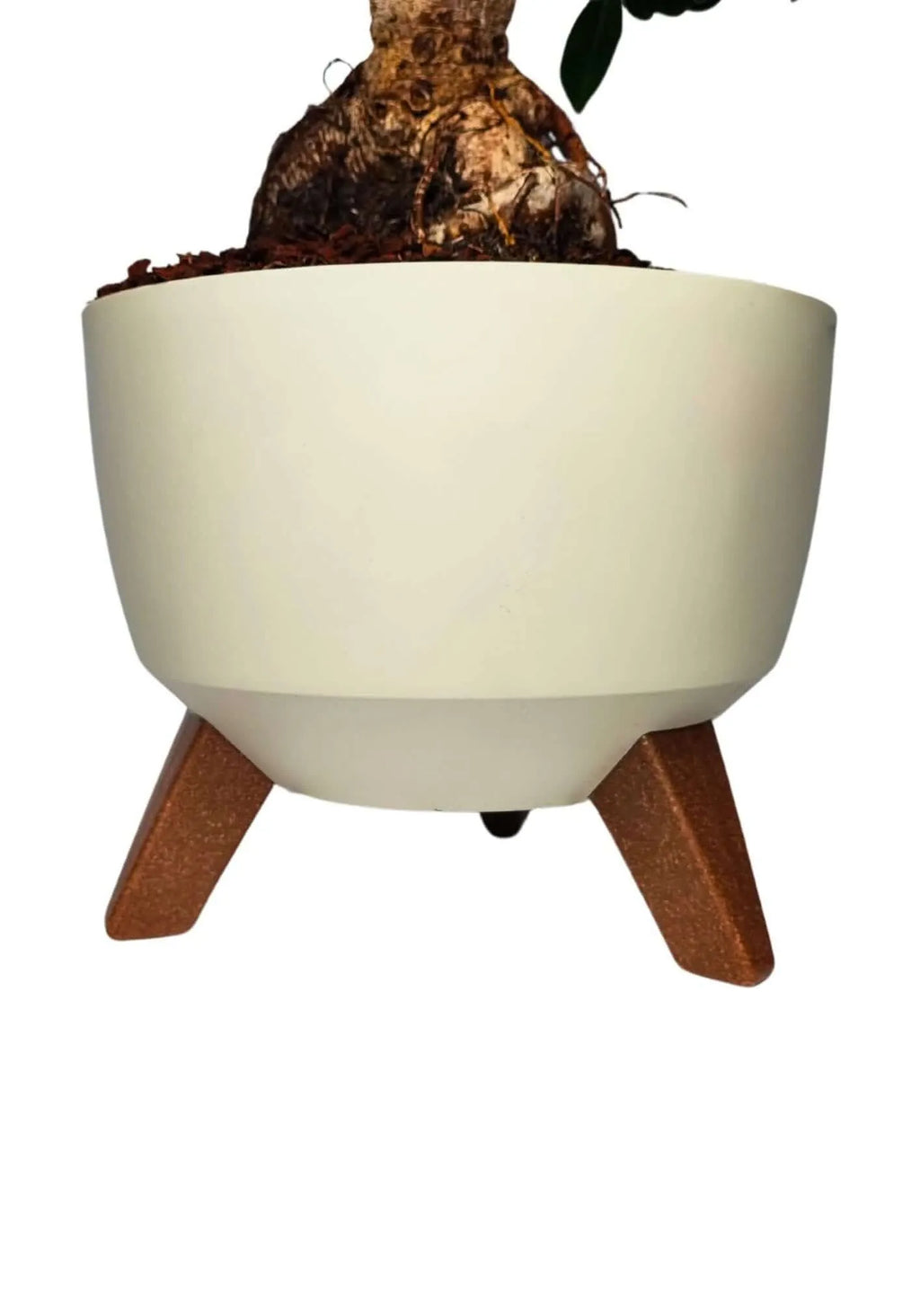 Bonsai Ficus Ginseng in vaso Roma