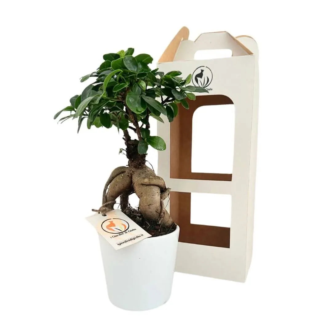 Bonsai ficus ginseng in vaso Dallas