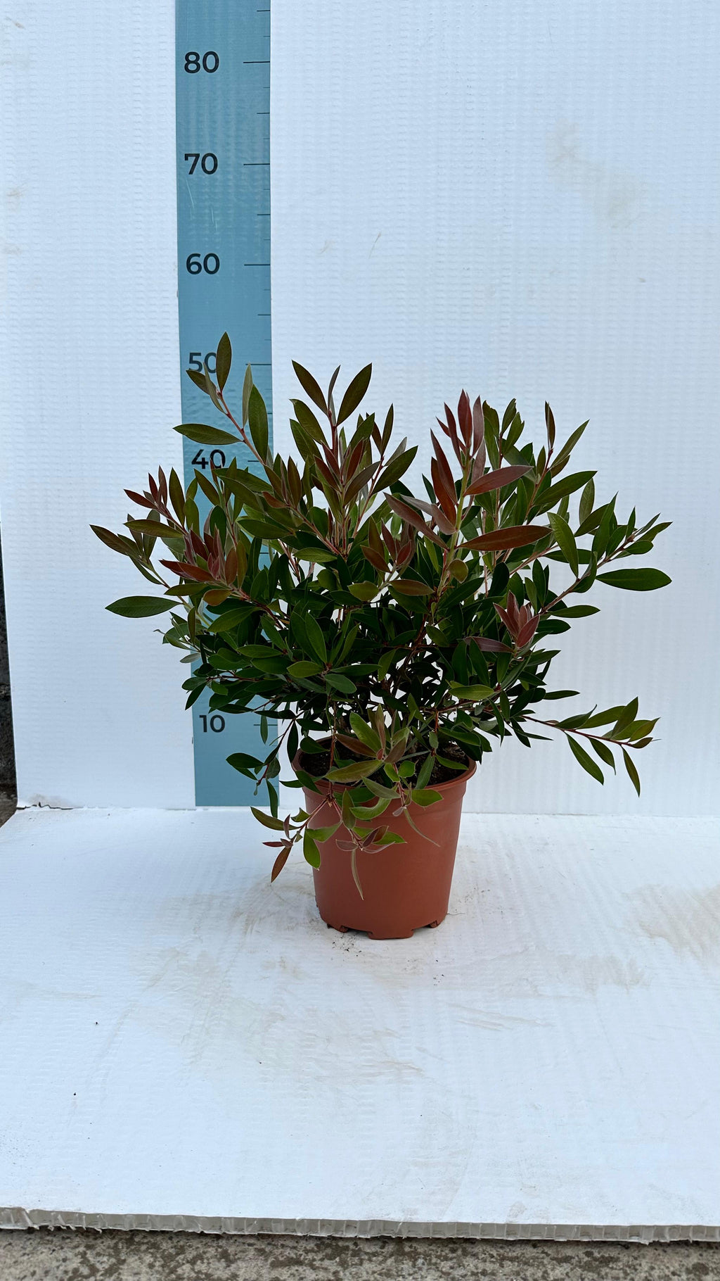Callistemon Citrinus Splendens - Cespuglio