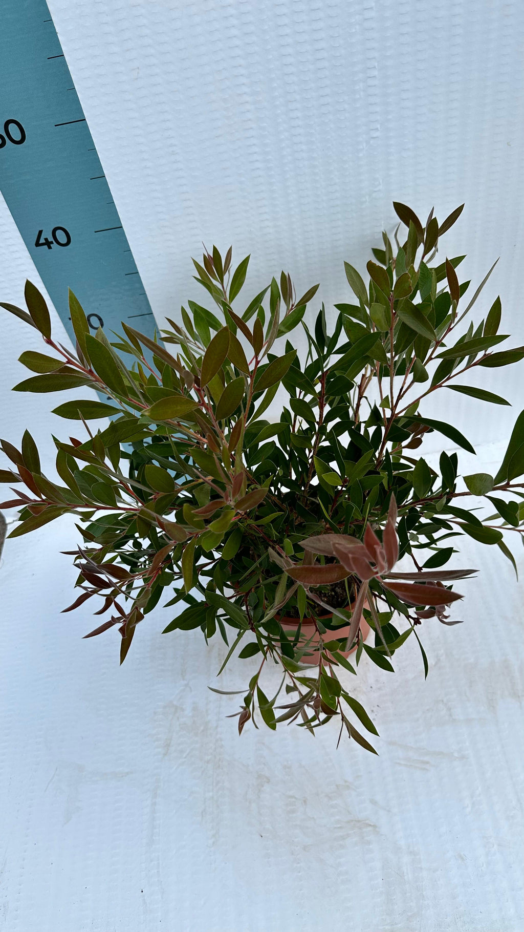 Callistemon Citrinus Splendens - Cespuglio