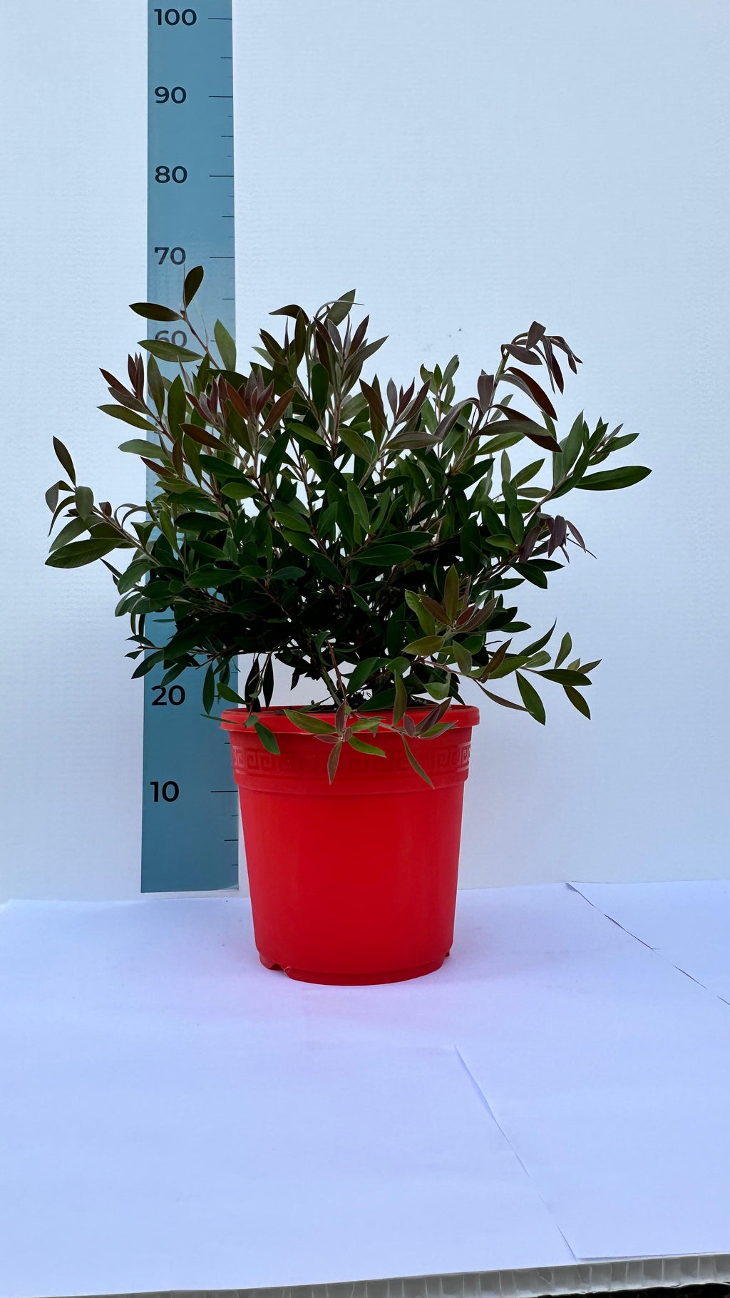 Callistemon Citrinus Splendens - Cespuglio