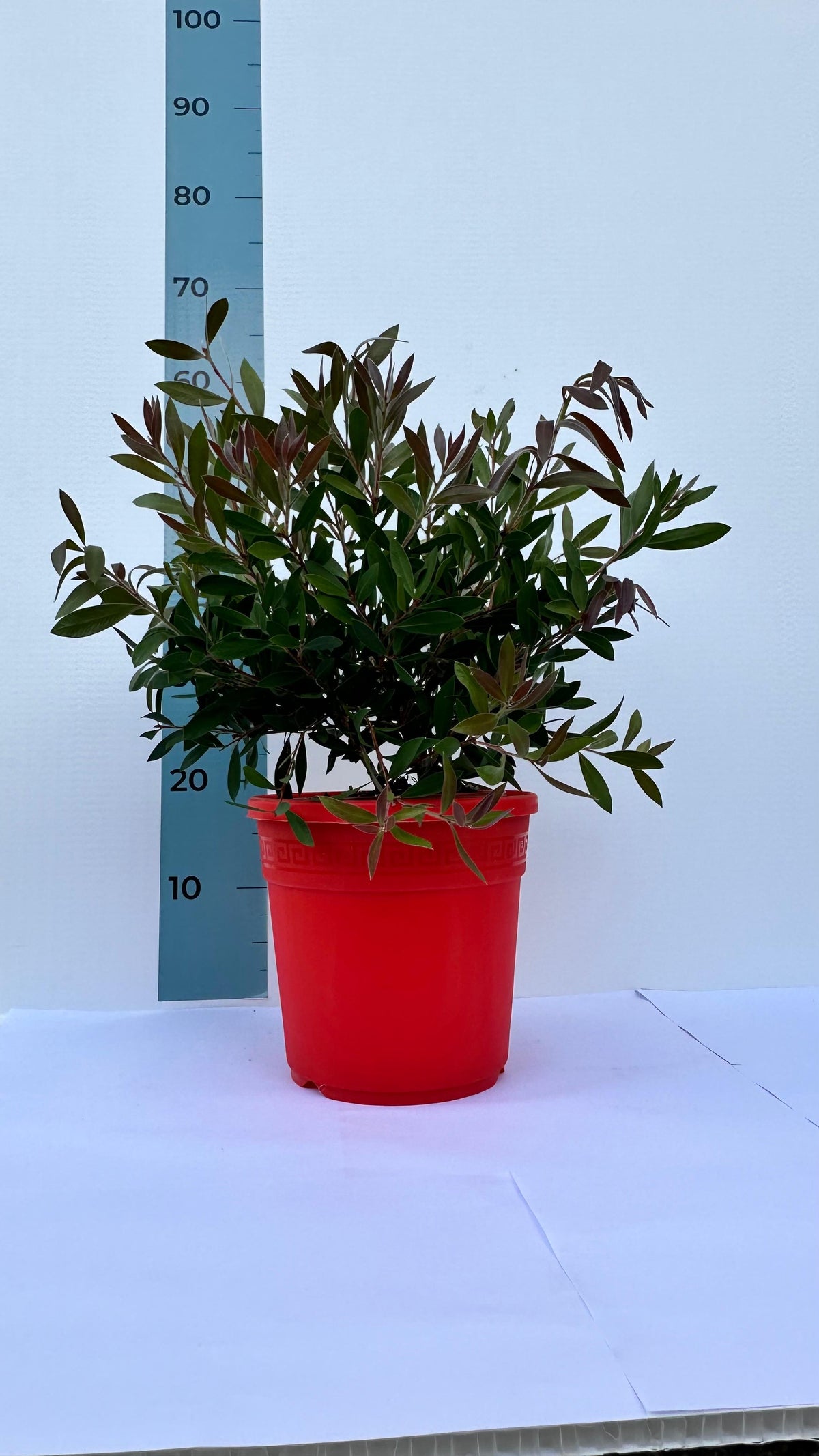 Callistemon Citrinus Splendens - Cespuglio