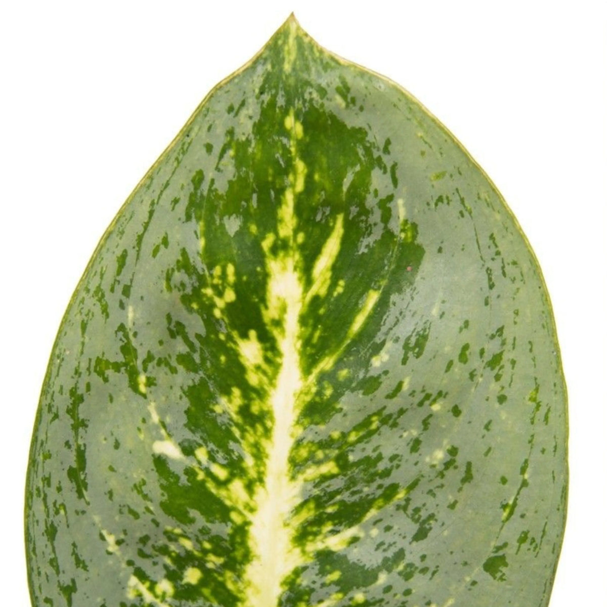 Aglaonema Lemon Mint