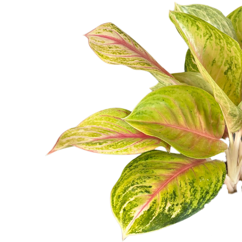 Aglaonema Dong Heng