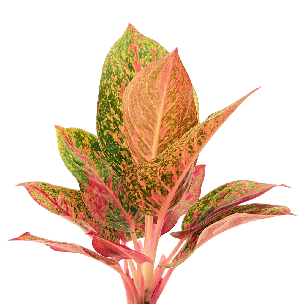 Aglaonema Sab Mongkol