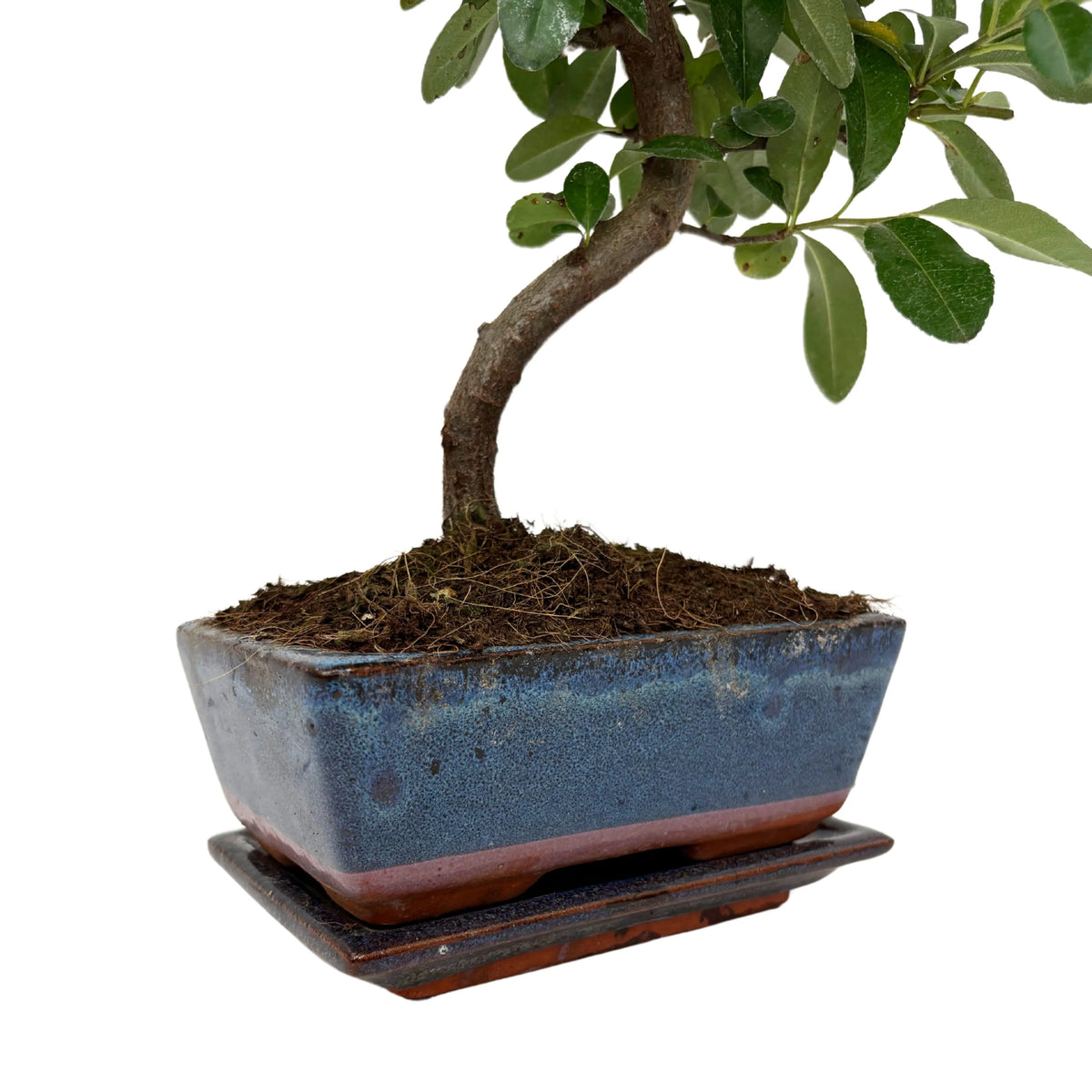 Bonsai 7 Anni Pyracantha (Piracanta) - Collezione Premium