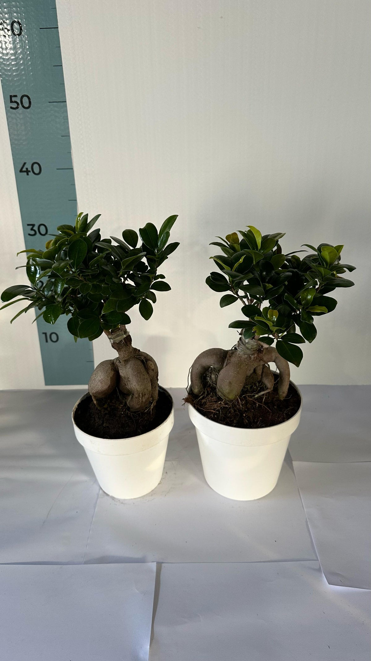 Bonsai Ginseng Ficus Microcarpa vaso plastica