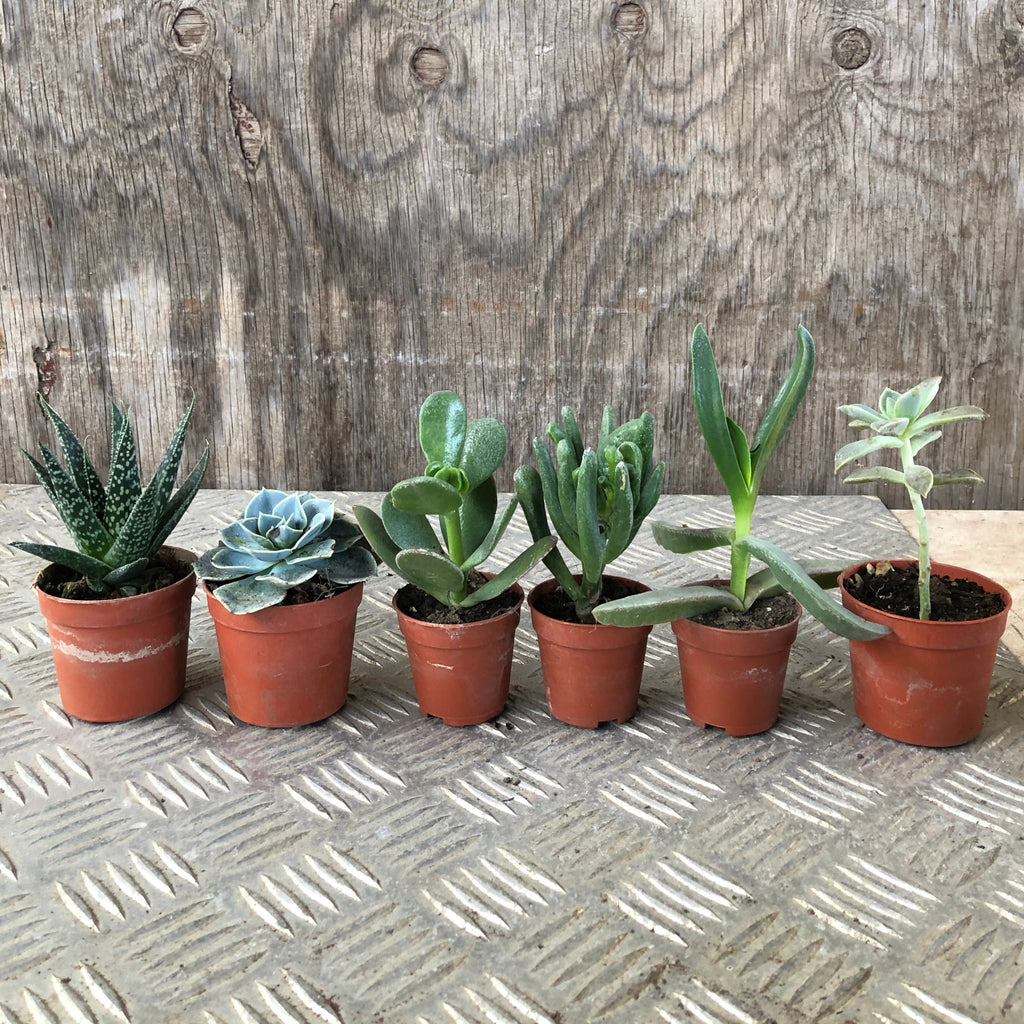 Set mini piante grasse vere in vaso classico plastica