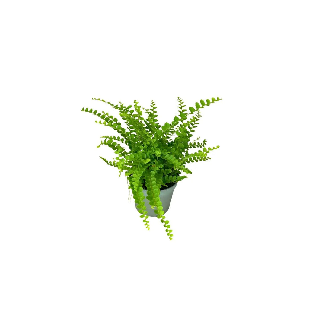 KIT 4 PIANTE PER  TERRARIUM EASY1