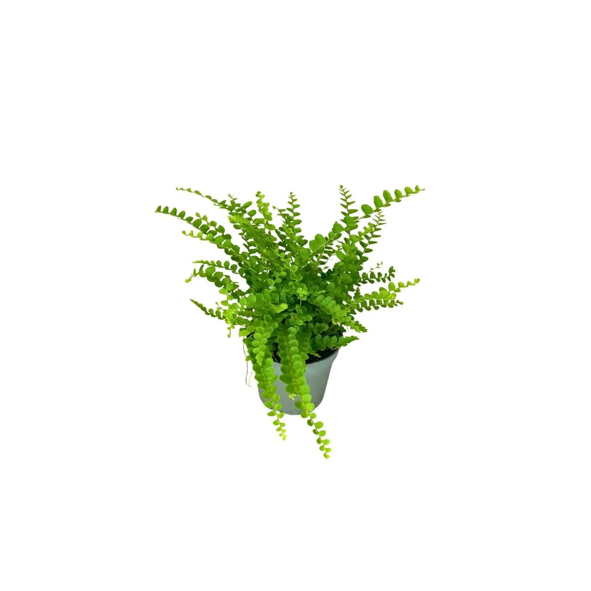 KIT 4 PIANTE PER  TERRARIUM EASY1