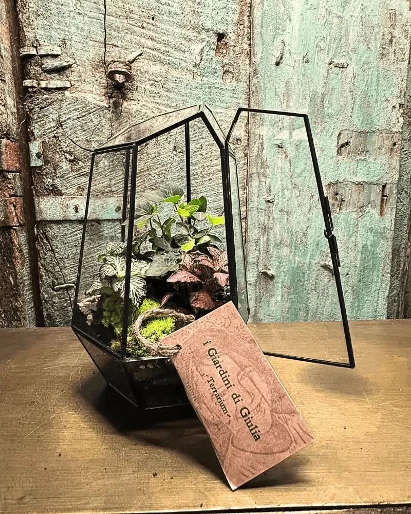 Kit Fai Da Te Terrarium Completo Geometrico  Florine