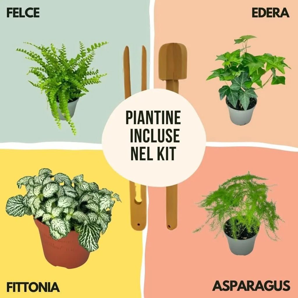 Kit Fai Da Te Terrarium Completo Geometrico  Florine
