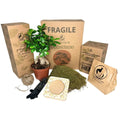 Kit Kokedama Fai da te Bonsai Ginseng Tutto Incluso