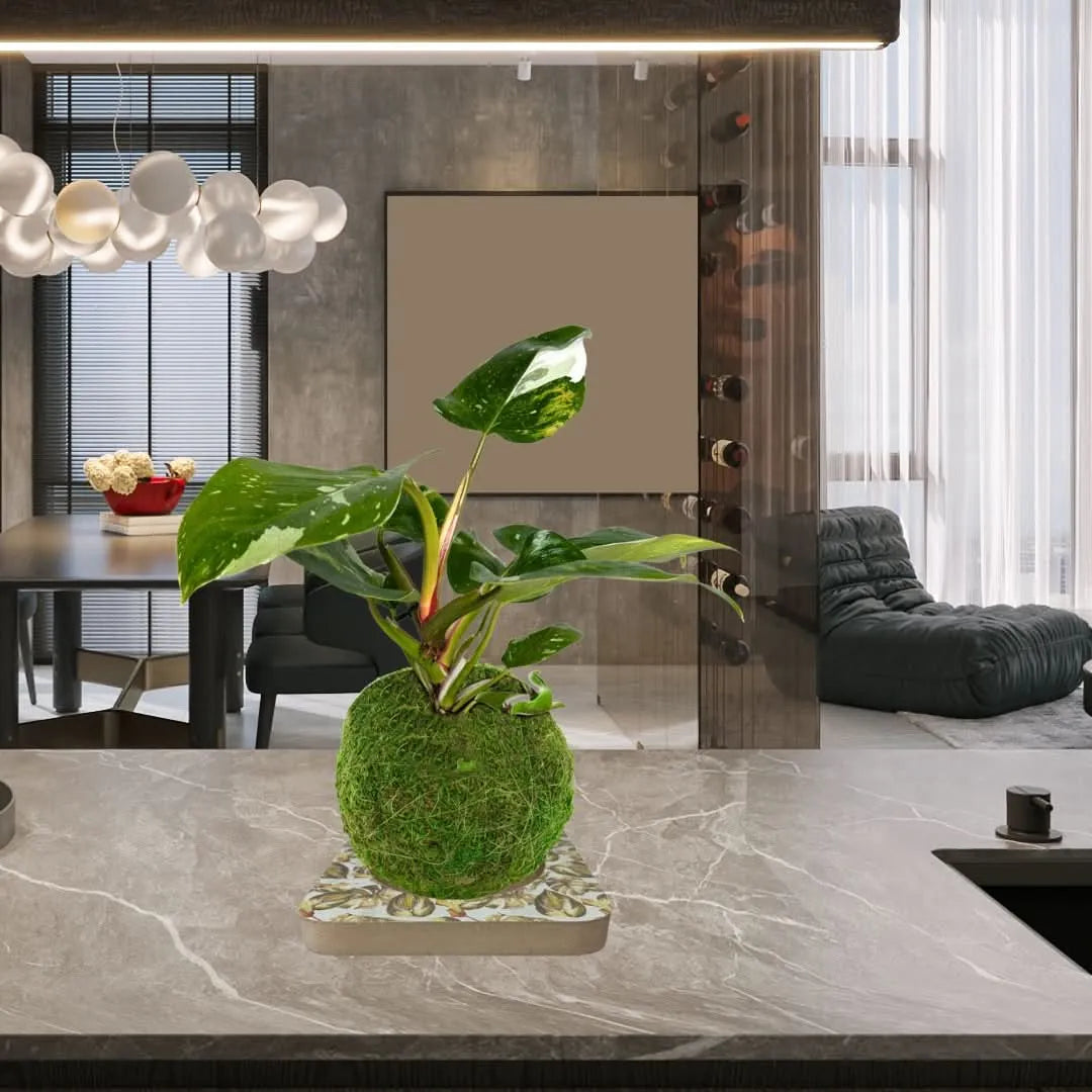 Kit Kokedama Fai da te Philodendro White Wave  Tutto incluso
