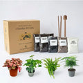 Kit per terrarium fai da te con piantine senza contenitore