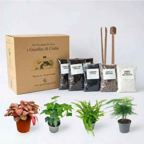 Kit per terrarium fai da te con piantine senza contenitore