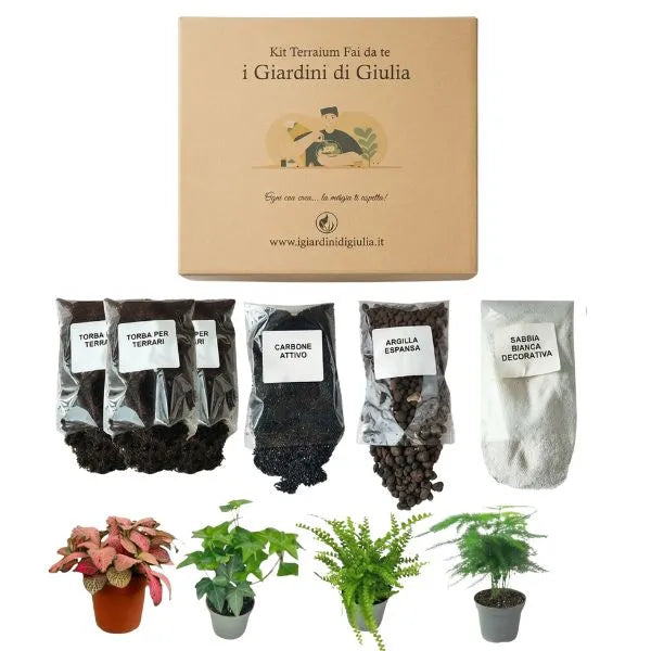 Kit per terrarium fai da te con piantine senza contenitore