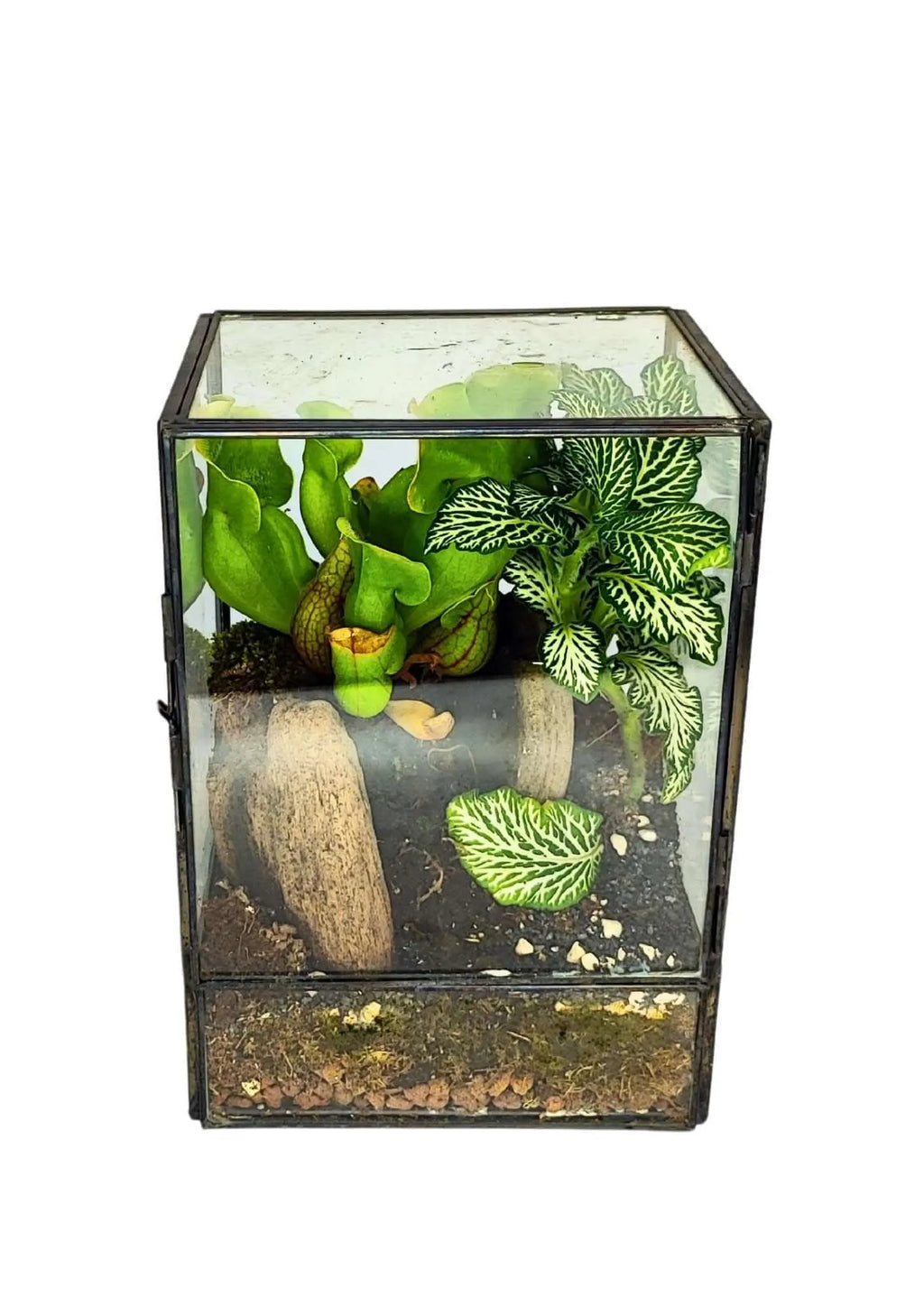 Kit Terrarium Geometrico Fai Da Te ADA | Crea il Tuo Giardino da Interno