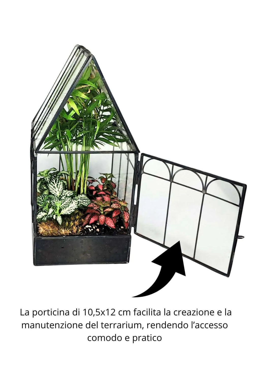 Kit terrarium geometrico fai da te con 4 piantine