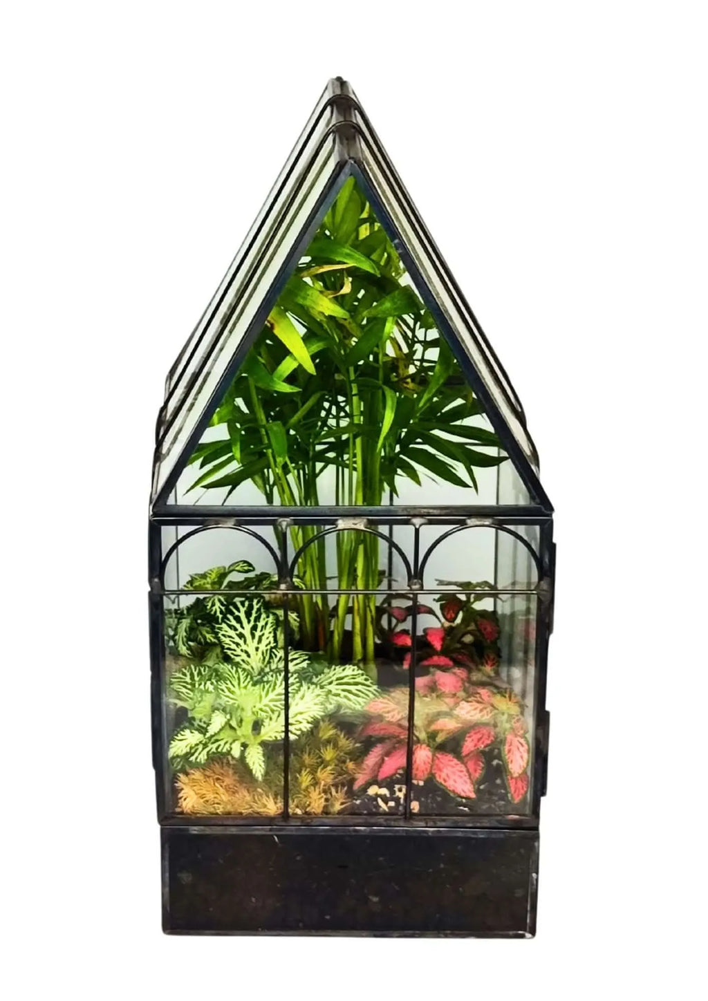 Kit terrarium geometrico fai da te con 4 piantine