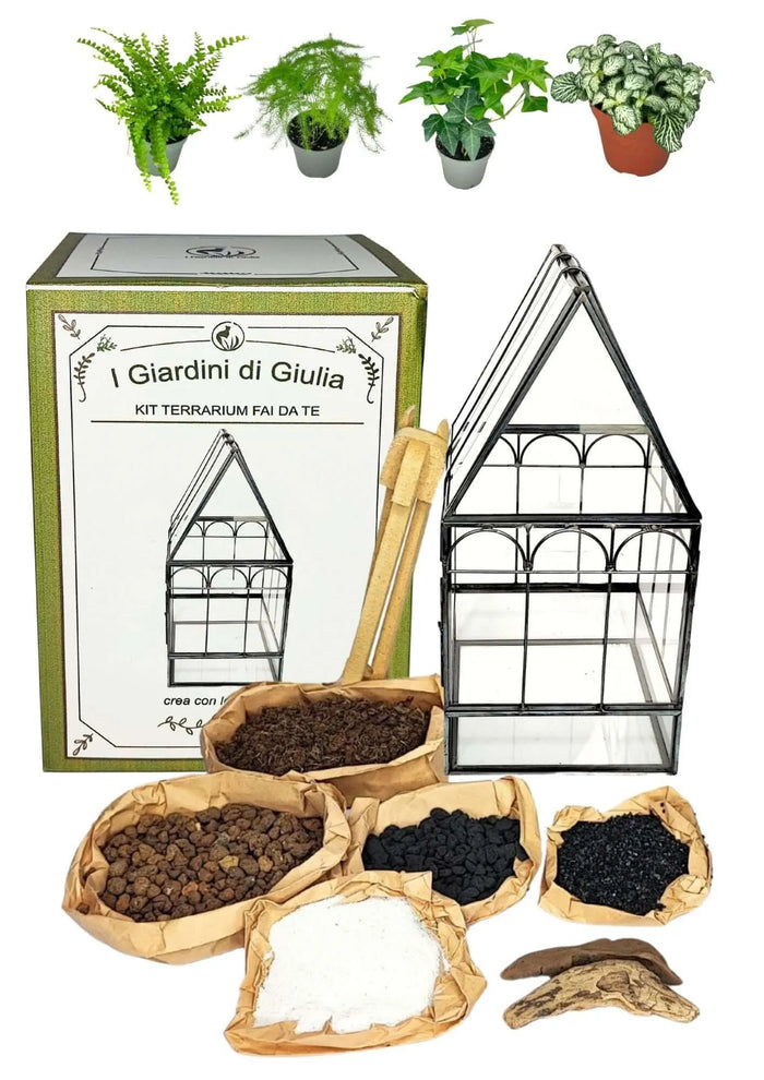 Kit terrarium geometrico fai da te con 4 piantine