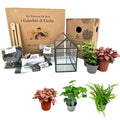 Kit Terrarium Geometrico Fai Da Te Monica | Crea il Tuo Giardino da Interno