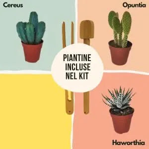 Kit Terrarium Lamparium Medio con piante grasse