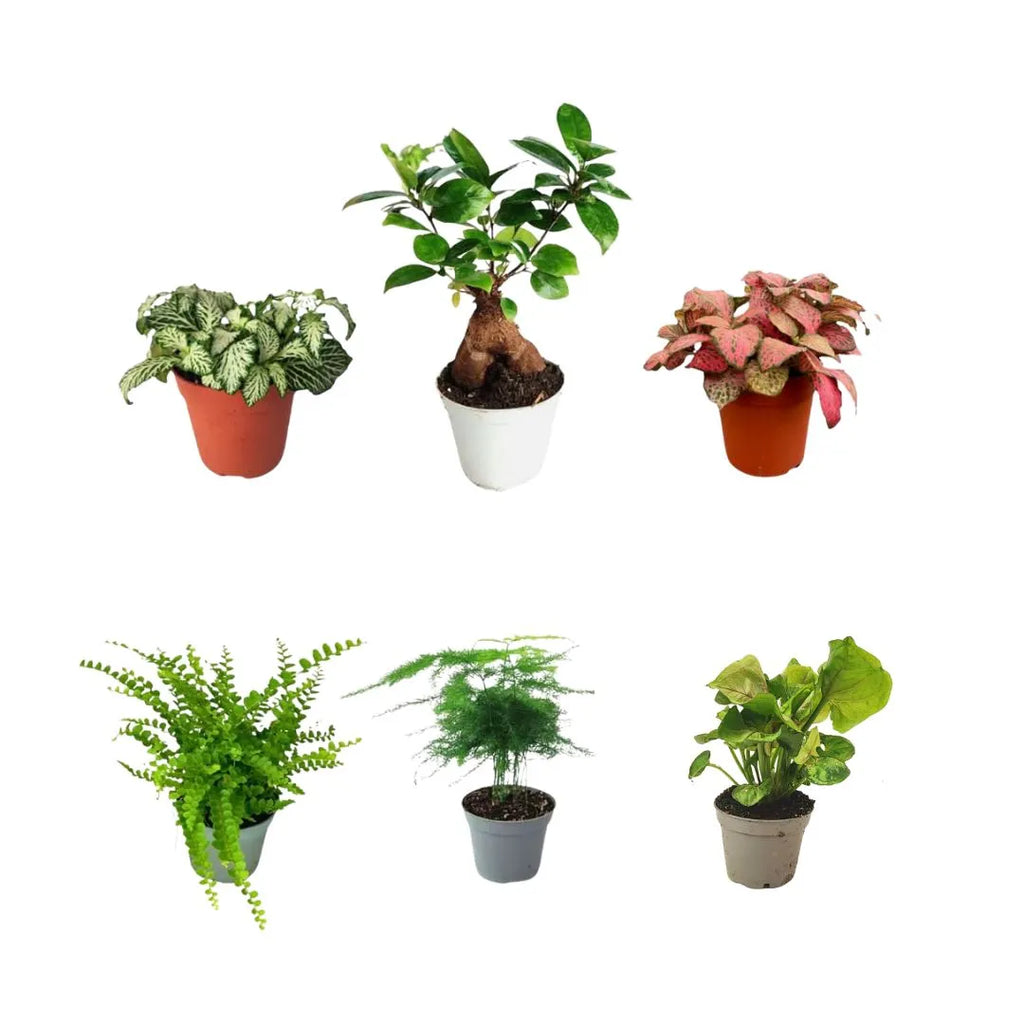 Set 6 piantine verdi per terrarium