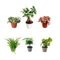 Set 6 piantine verdi per terrarium