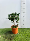 Mini Limetta Rossa o PURSHA Ø15cm H35/40cm – Agrume Made in Sicily