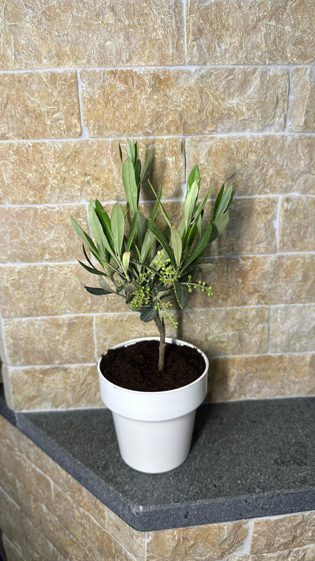 Piantina di Ulivo H20cm v10cm Plastica per bomboniere CERTIFICATA