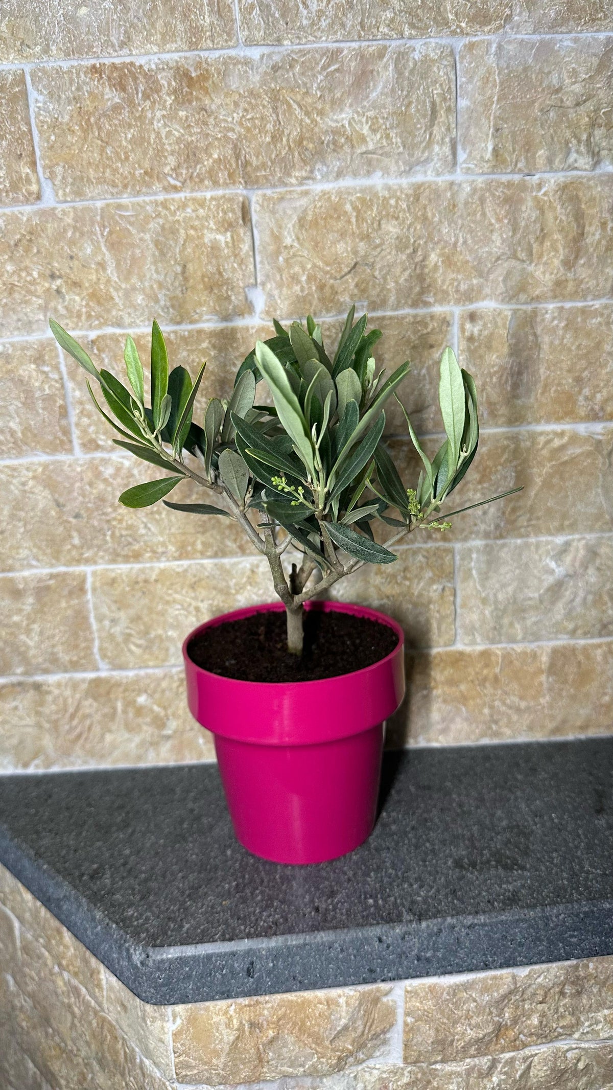 Piantina di Ulivo H20cm v10cm Plastica per bomboniere CERTIFICATA