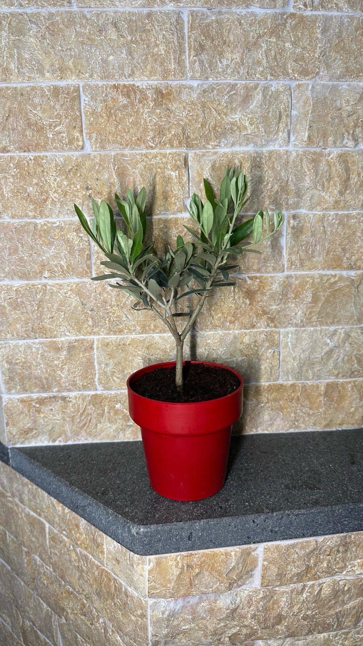 Piantina di Ulivo H20cm v10cm Plastica per bomboniere CERTIFICATA