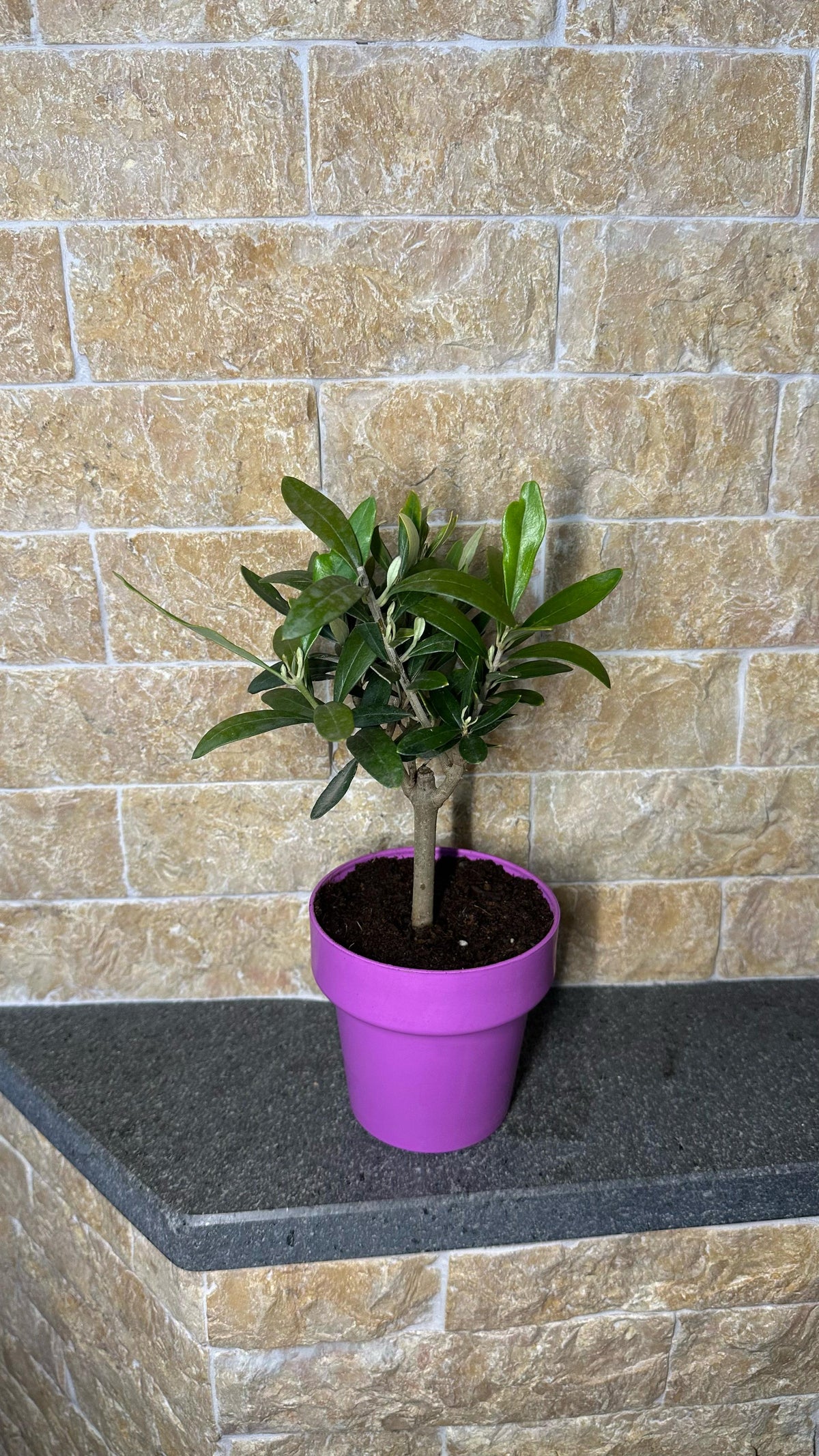 Piantina di Ulivo H20cm v10cm Plastica per bomboniere CERTIFICATA