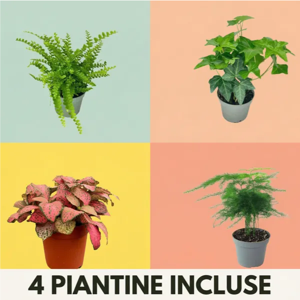 Kit per terrarium fai da te con piantine senza contenitore
