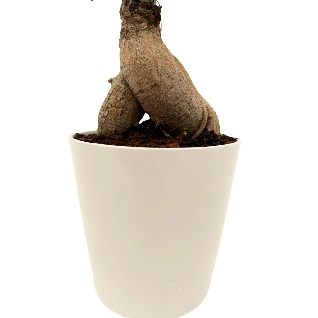 Bonsai Ficus Ginseng In vaso ceramica Bianco altezza 44 cm