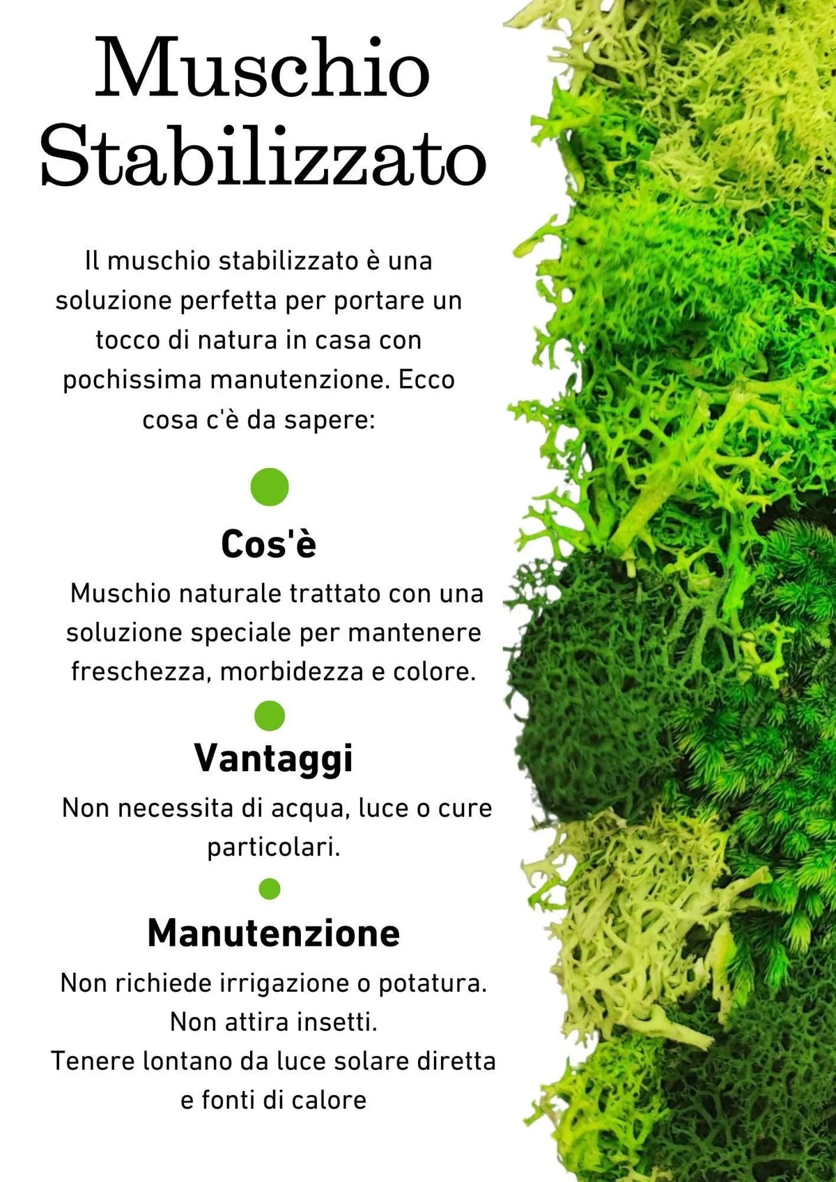 Quadro tondo nero di muschio e licheni