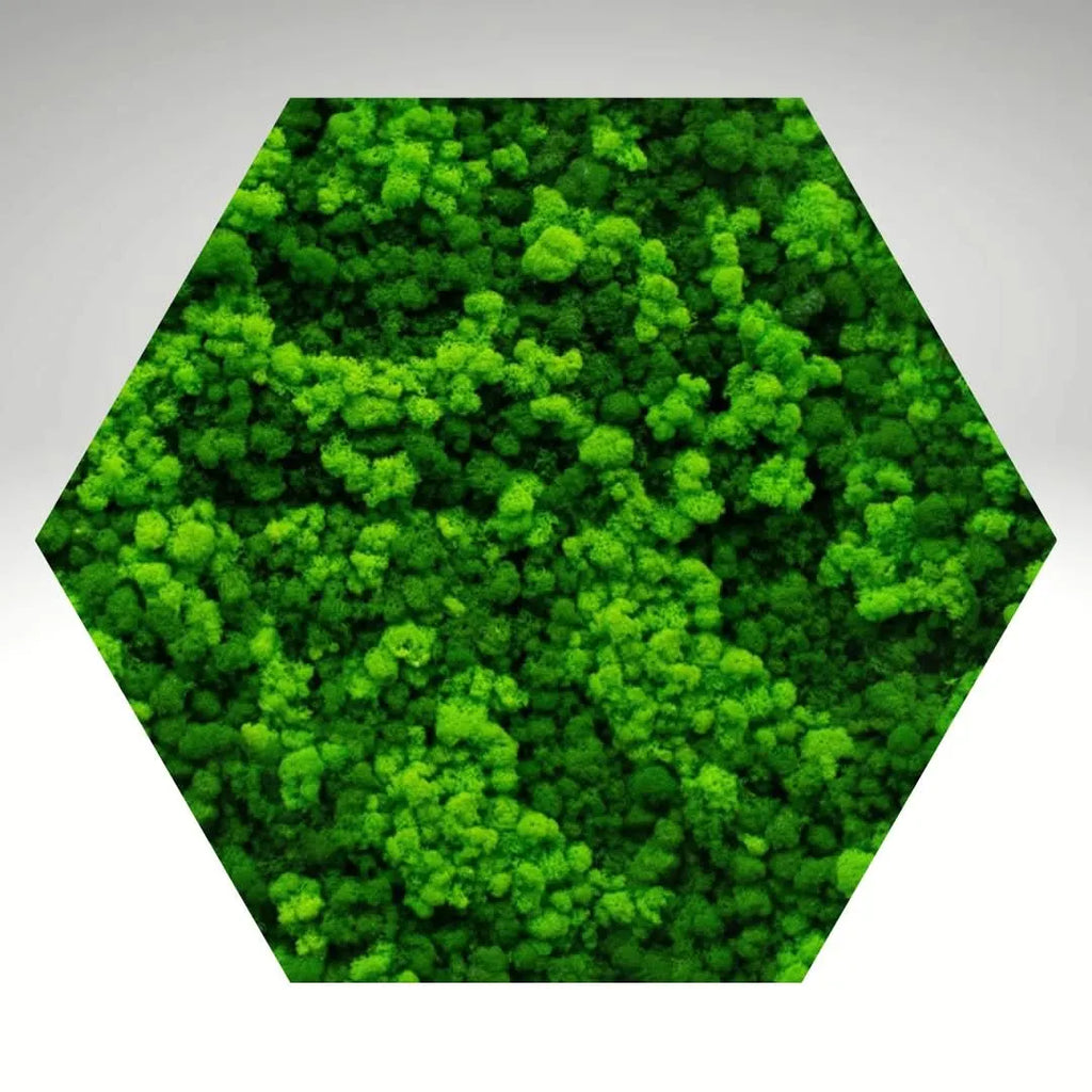 Quadro verde preservato Esagono Viridem