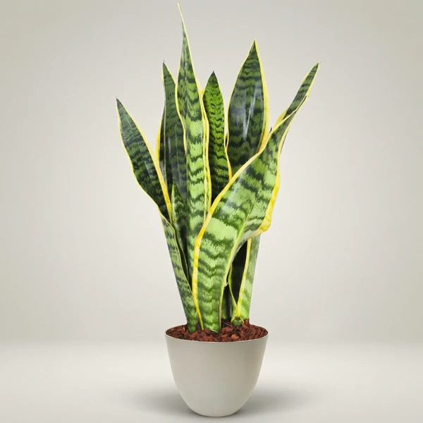 Sansevieria Laurentii - Altezza Pianta 40 cm